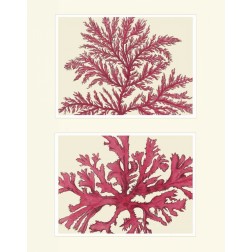 Pink Seaweed print on 2 Panels