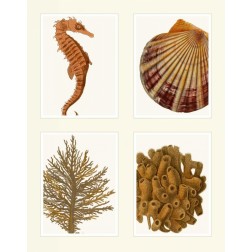 Seahorse coral and shell on 4 Panels