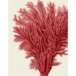 Red Corals 2 a