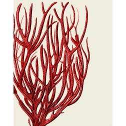 Red Corals 2 c