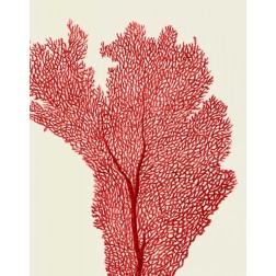 Red Corals 2 e