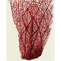 Red Corals 2 f