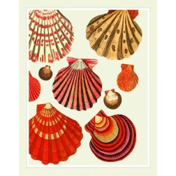 Red and Cream Clam Shells