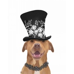 Pit Bull with Black Hat