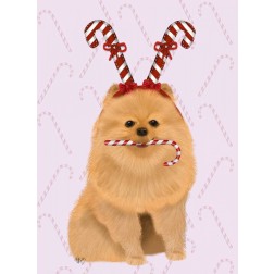 Pomeranian and Candy Canes