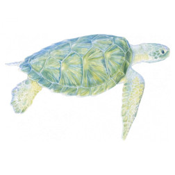 Tranquil Sea Turtle I