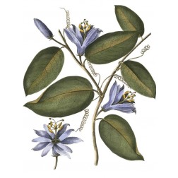 Lavender Floral III