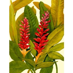 Tropical Red Ginger