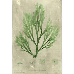 Emerald Seaweed II