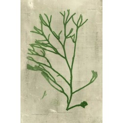 Emerald Seaweed III