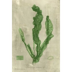 Emerald Seaweed IV
