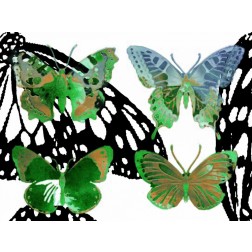 Layered Butterflies V
