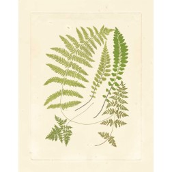 Ferns with Platemark II