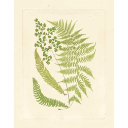Ferns with Platemark III