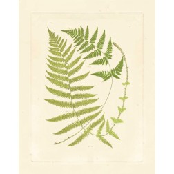 Ferns with Platemark V