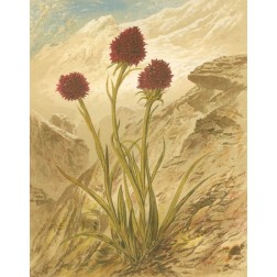 Alpine Florals IV