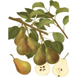 Pear Varieties III