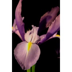 Small Sweet Iris I
