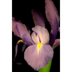 Small Sweet Iris II