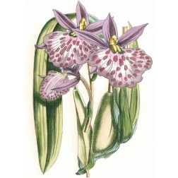 Lilac Orchid II