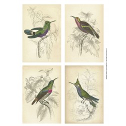 Jardine Hummingbirds