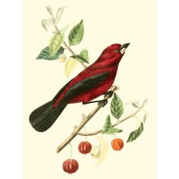 Cuvier Exotic Birds V