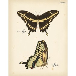 Butterfly Profile I