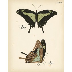 Butterfly Profile III