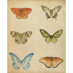 Butterfly Varietal II