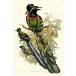 Gould Bird of Paradise II