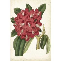 Antique Rhododendron II