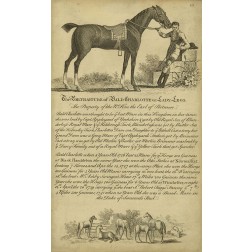 Horse Portraiture VII