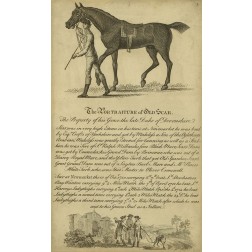 Horse Portraiture VIII