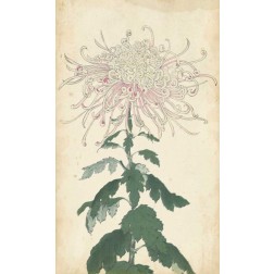 Elegant Chrysanthemums IV