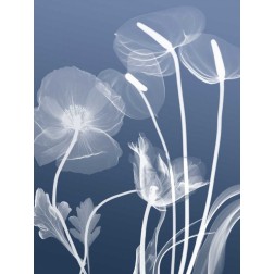 Transparent Flora 6