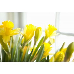 Leaning Daffodils