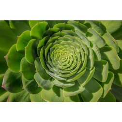 Green Succulent Spiral