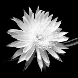 Queen of the Night BW II