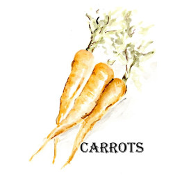 Veggie Sketch  V-Carrots