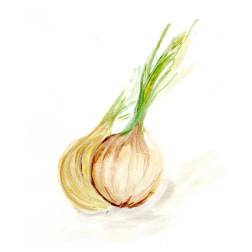 Veggie Sketch plain  X-Onion