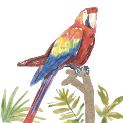 Tropical  Parrot