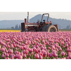 Tractor and Tulips II