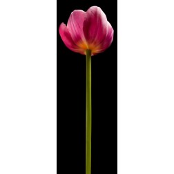 Tall Purple Tulip