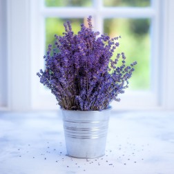 Bunch of lavender in vase by the window - Indoors