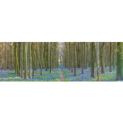 Spring forest with tall trees