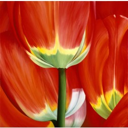 Most Beautiful Tulip I