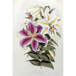 A Monograph of The Genus Lilium
