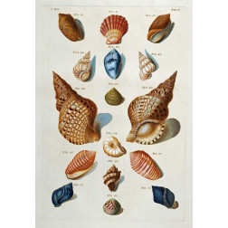 A Selection of Seashells