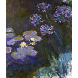 Water Lilies and Agapanthus