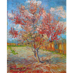 Pink Peach Tree In Blossom